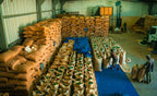Papua New Guinea premium green coffee beans