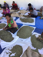 Papua New Guinea premium green coffee beans