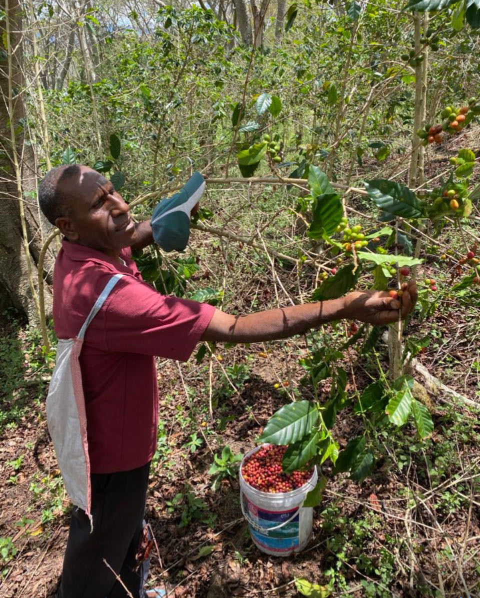 Papua New Guinea premium green coffee beans