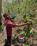 Papua New Guinea premium green coffee beans