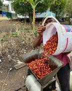 PNG Coffee Supply Chain