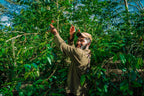PNG Coffee Supply Chain