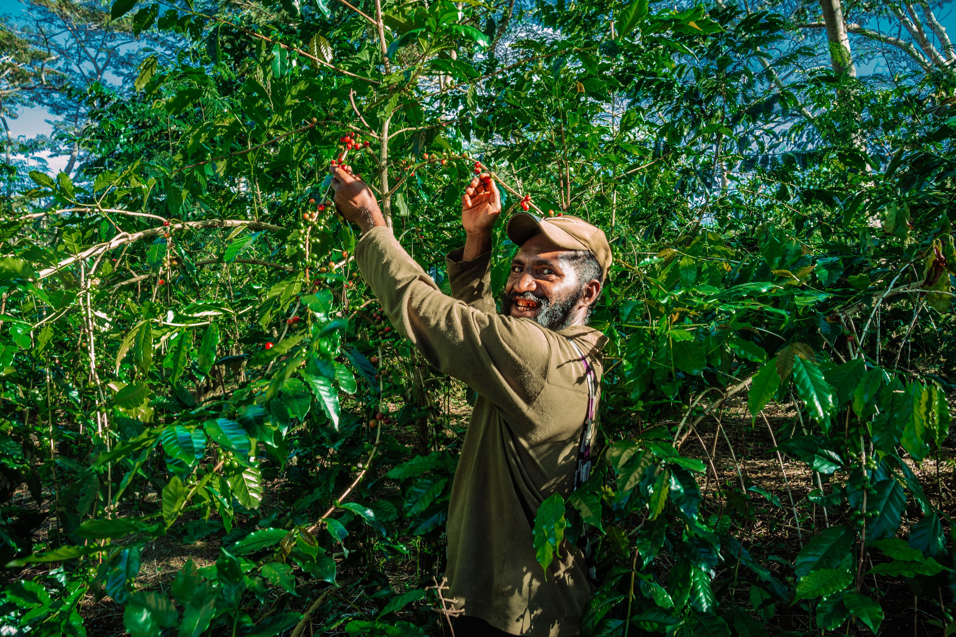 PNG Coffee Supply Chain