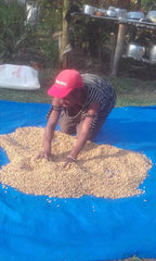 PNG Coffee Supply Chain