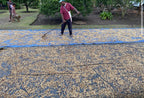 PNG Coffee Supply Chain