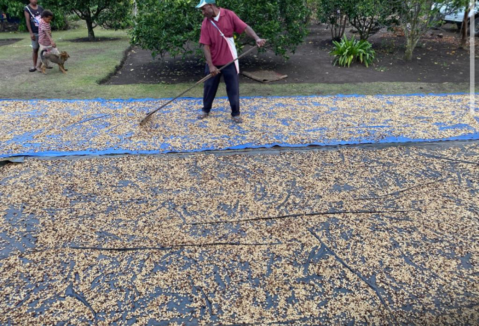 PNG Coffee Supply Chain