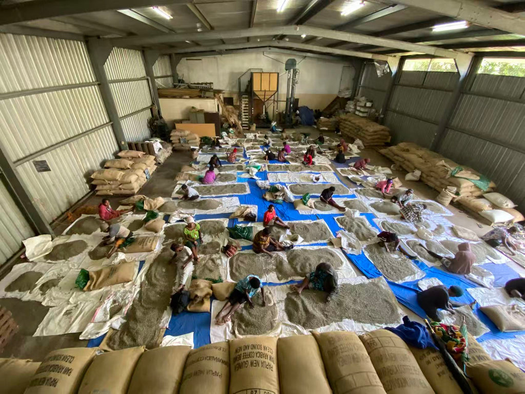 PNG Coffee Supply Chain