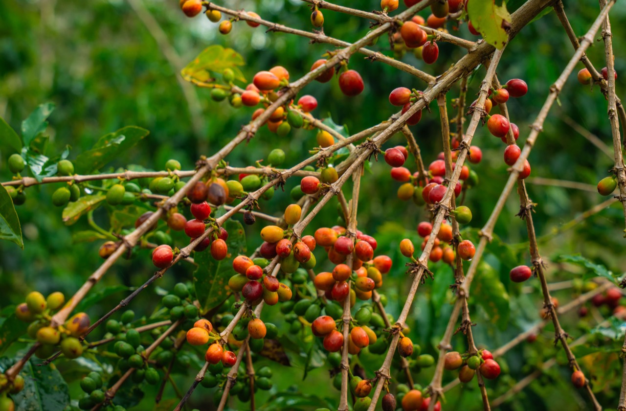 The complete journey of a coffee bean