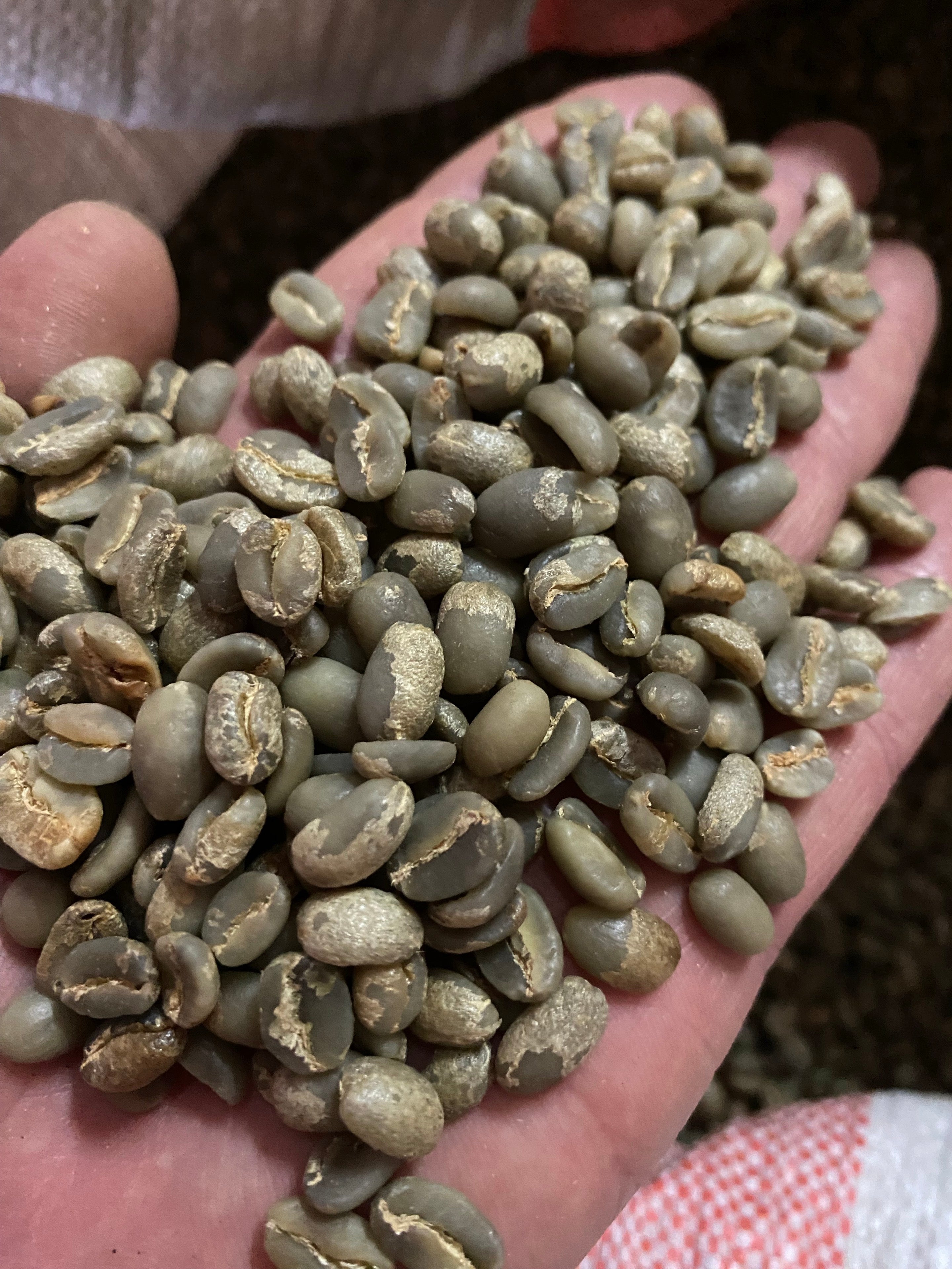 Café verde de Papúa Nueva Guinea